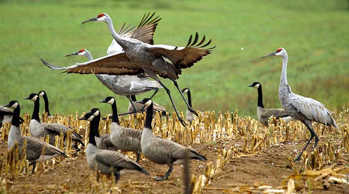 Canada geese and sandhill cranes