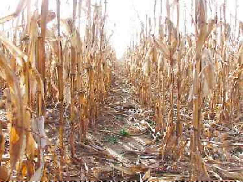 Corn soldiers