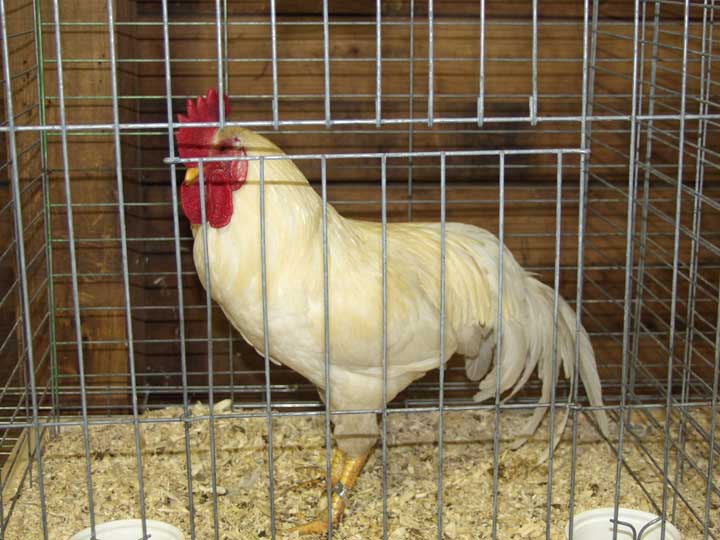 Rooster