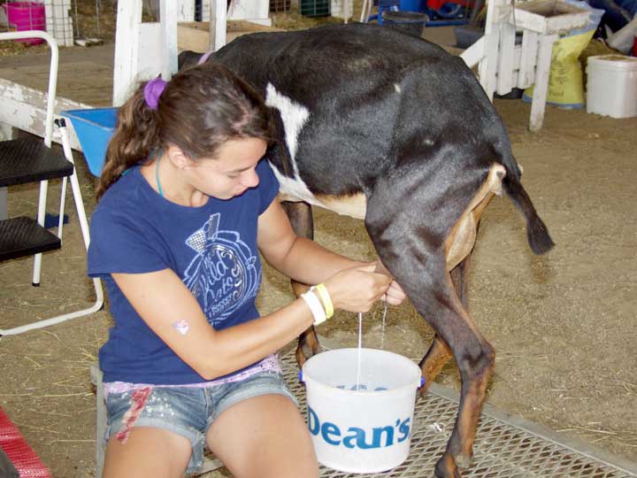 Milking a goat