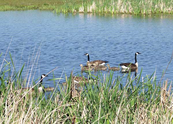 Geese swimming