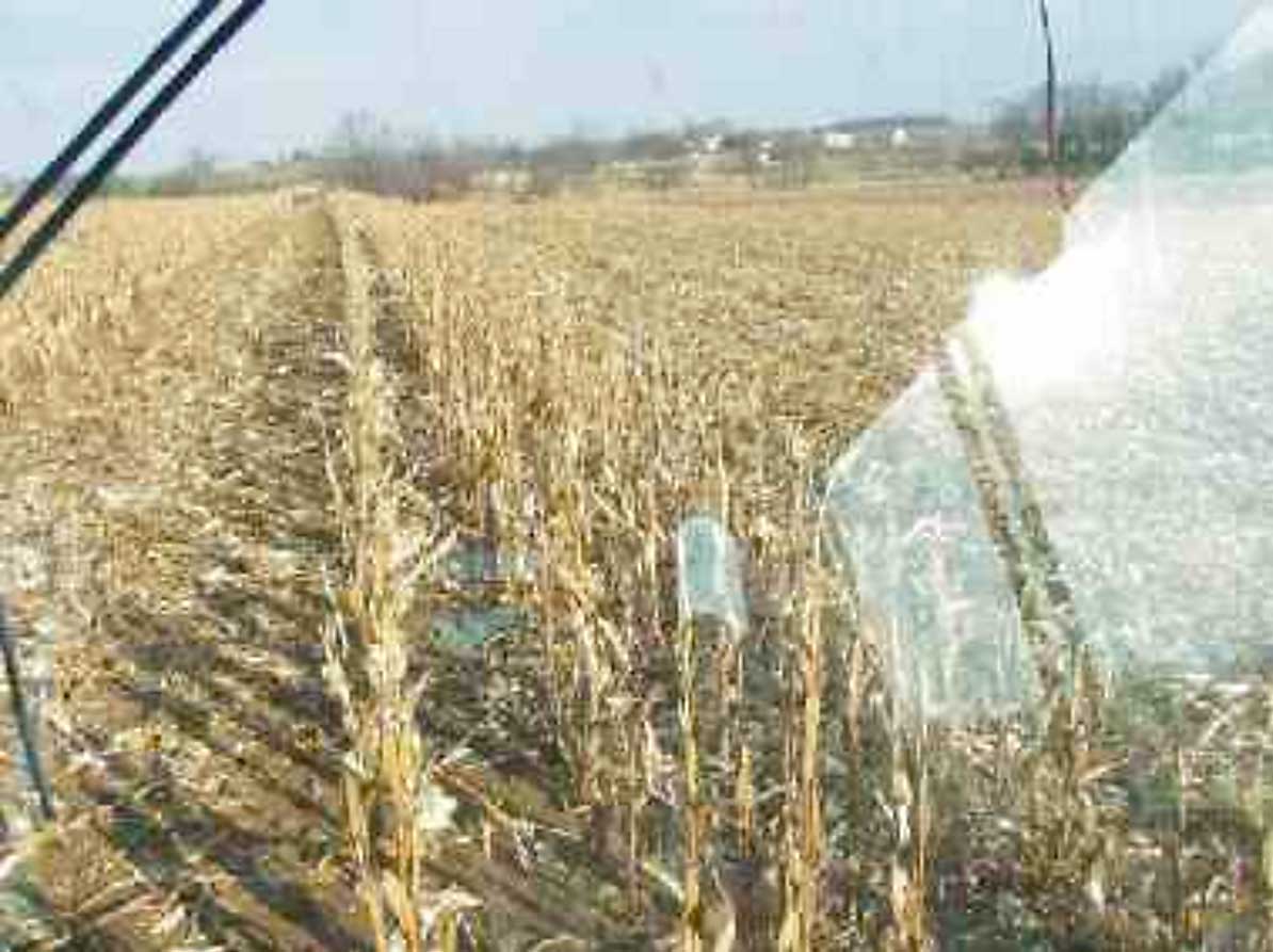 Inside cab harvesting popcorn