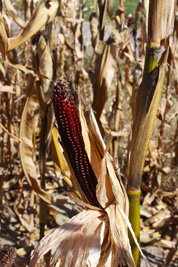 Mature ruby red popcorn cob