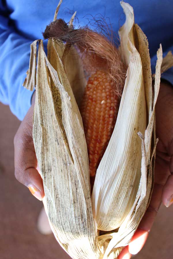 Mya holding cob