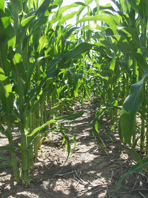 Popcorn field in summer