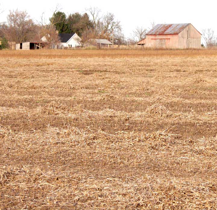 Soybean straw