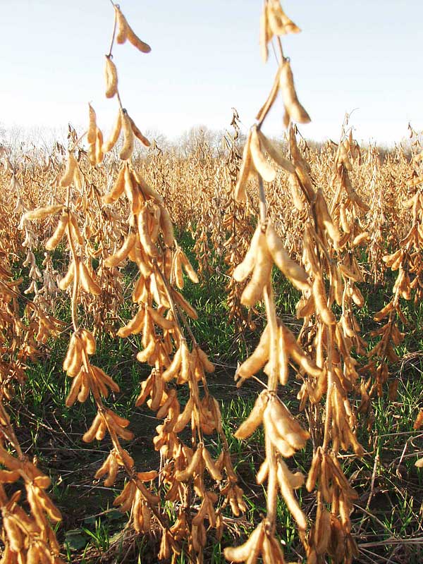 Soybean field