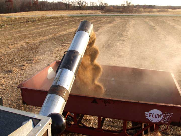 Soybeans emtying