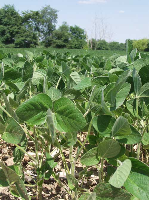 soybean field