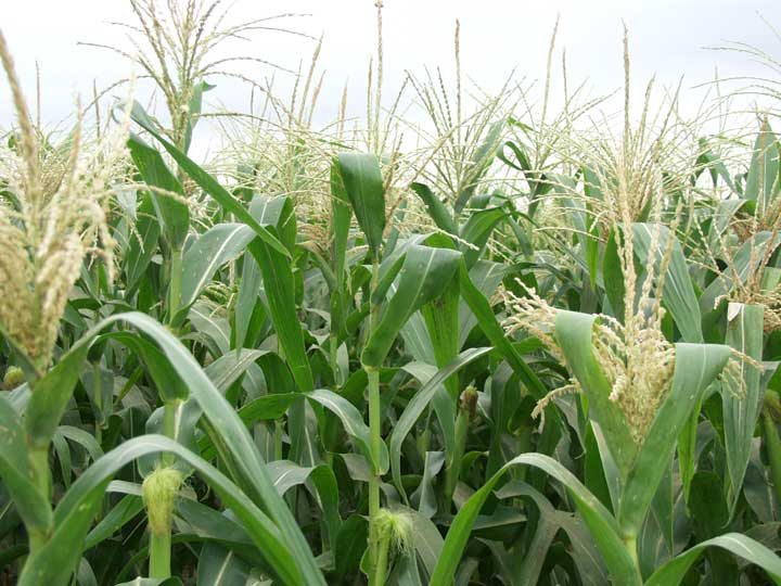 Popcorn stalk with tassel and silk