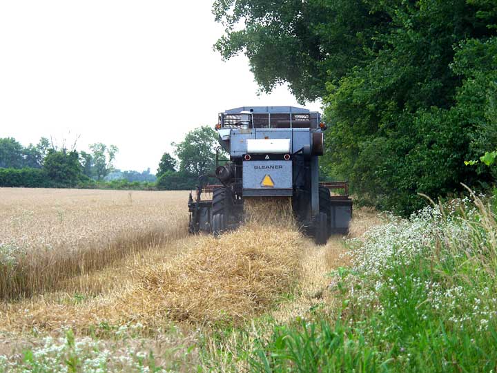 Straw from combine