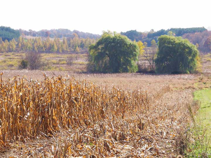 Popcorn field mature