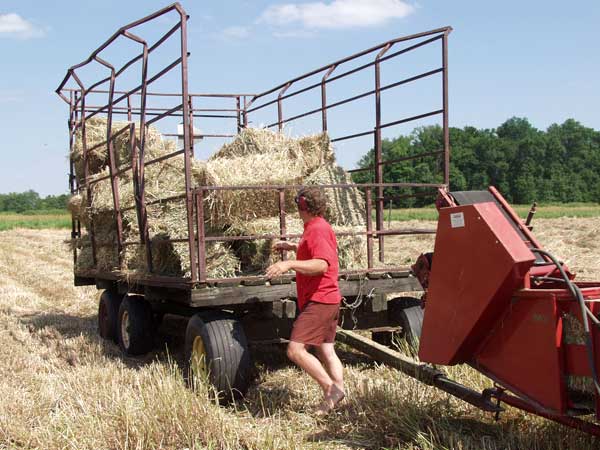 bales thrown into wagon