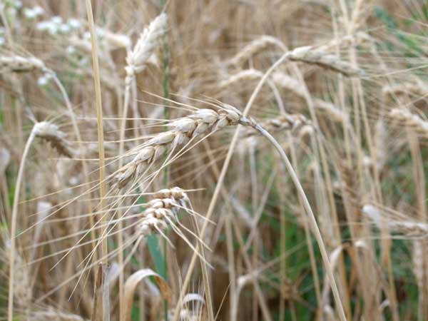 wheat closeup