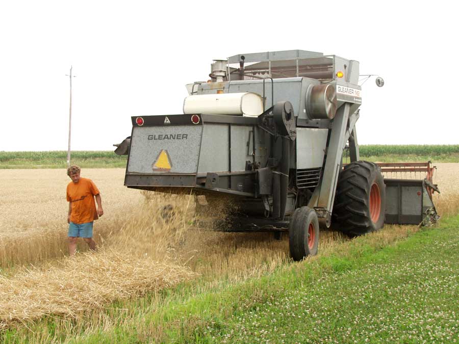 Wheat straw