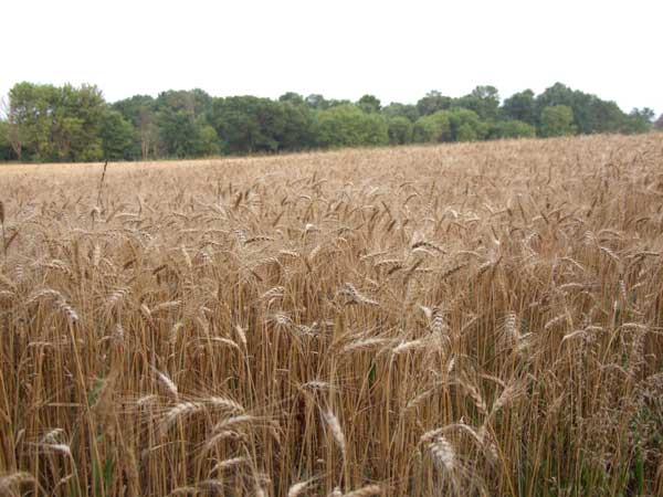 Wheat field