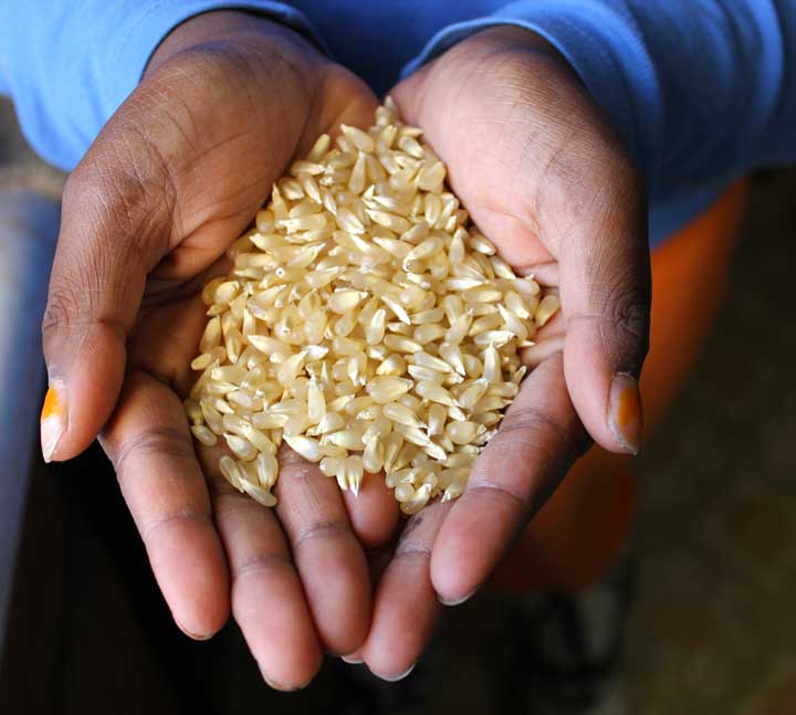 mixed baby rice popcorn